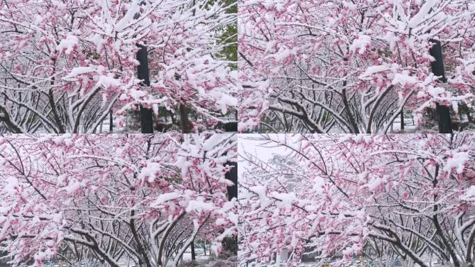 武汉东湖梅园雪中梅花盛开