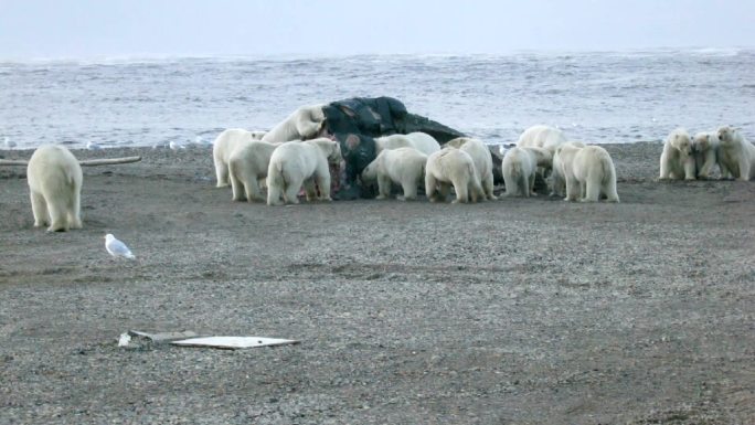 北极熊动物保护栖息觅食