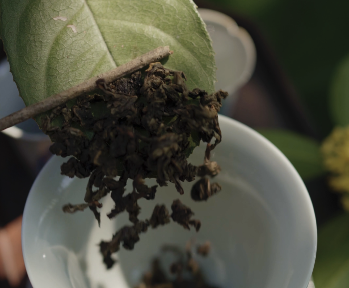 投茶茶文化户外泡桂花茶泡茶桂花乌龙