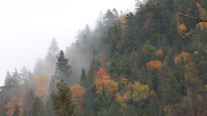 加拿大魁北克，多云的雨天，秋天被雾包围的多色北方森林