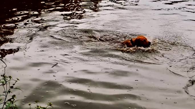 狗狗在鱼塘抓鱼的慢镜头