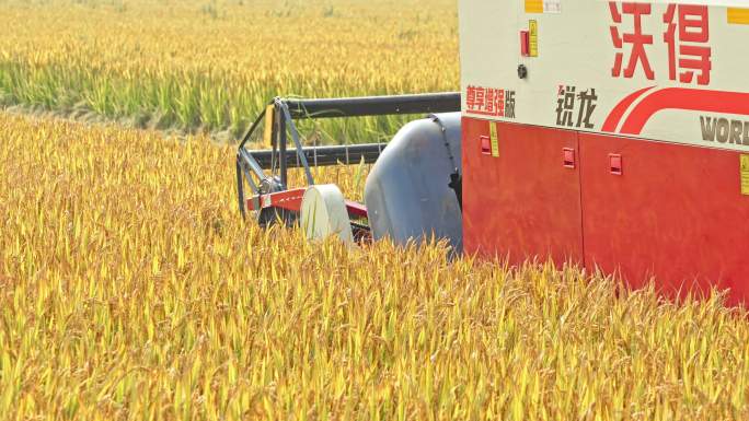 秋天水稻小麦收割机