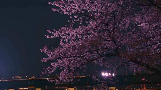 武汉夜景与樱花景观