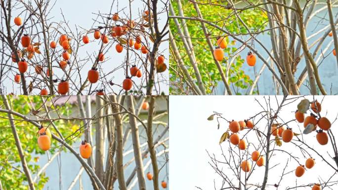秋天柿子树空镜头