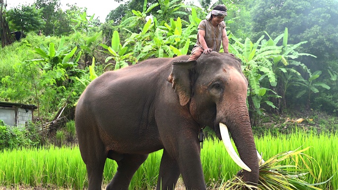 一位大象管理员骑着大象，走在乡村公路上的小溪里，展示了人们和大象的生活方式。爱，人与大象的纽带。在农