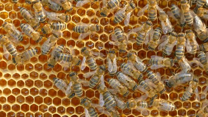 4K蜂房蜜蜂特写蜜蜂蜂窝结构六边形