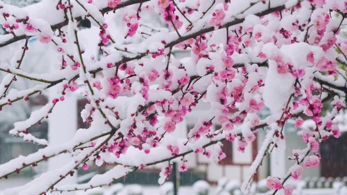 武汉东湖梅园雪中梅花盛开