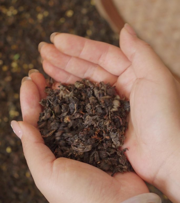 桂花茶制作桂花陈铁乌龙茶茶叶窨制粉镜头