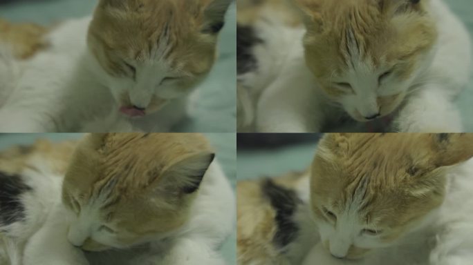 猫 猫咪 吸猫 萌猫 萌宠 宠物 灰片