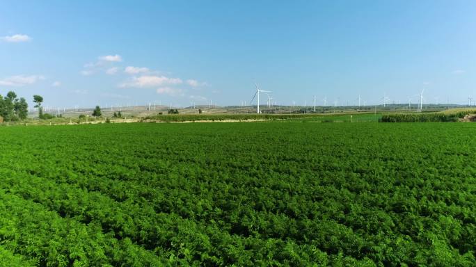 大面积胡萝卜种植航拍