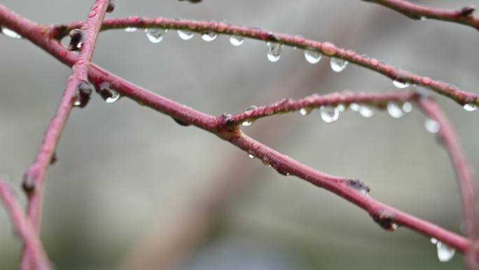 桃树枝露水空镜头