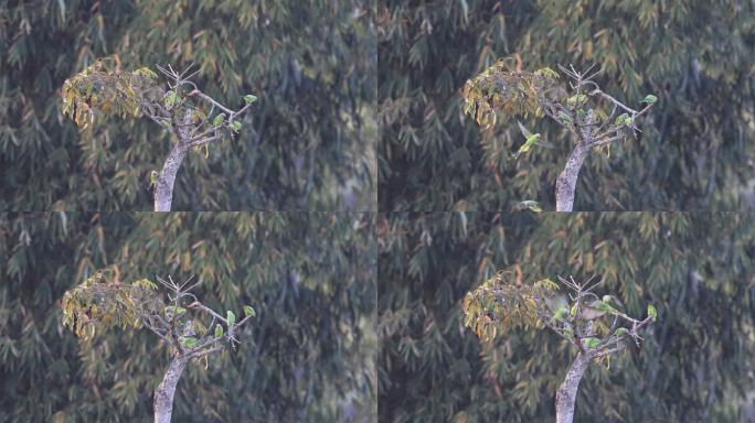 树冠上活跃的花头鹦鹉