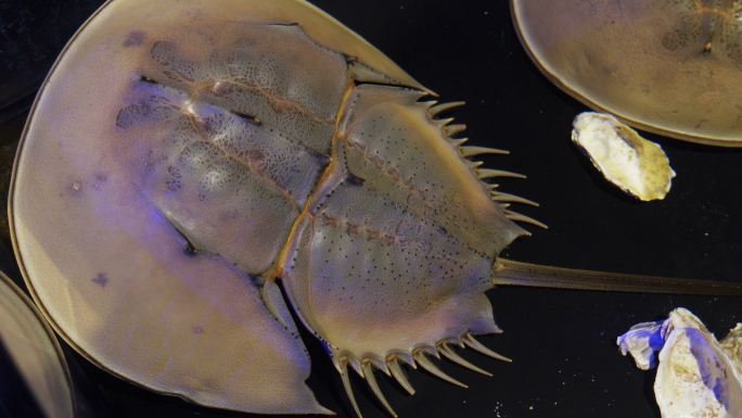 帝王（或马蹄）蟹深海鱼类奇怪生物海底