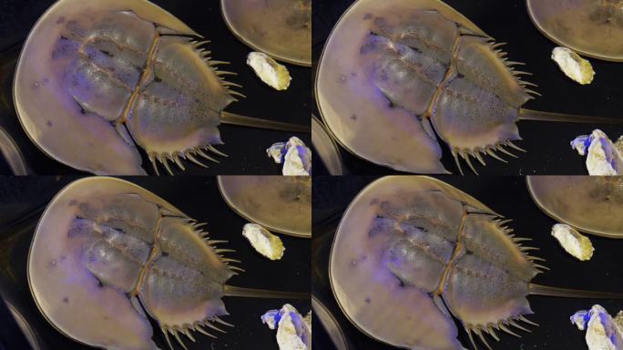 帝王（或马蹄）蟹深海鱼类奇怪生物海底