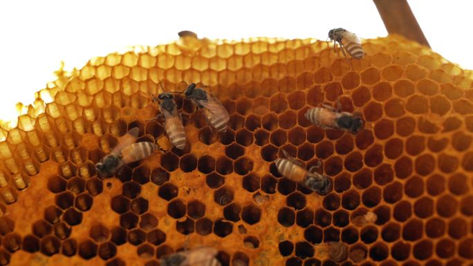 蜜蜂群喂养幼虫蜜蜂蜂窝结构六边形