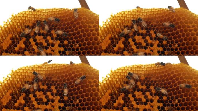 蜜蜂群喂养幼虫蜜蜂蜂窝结构六边形