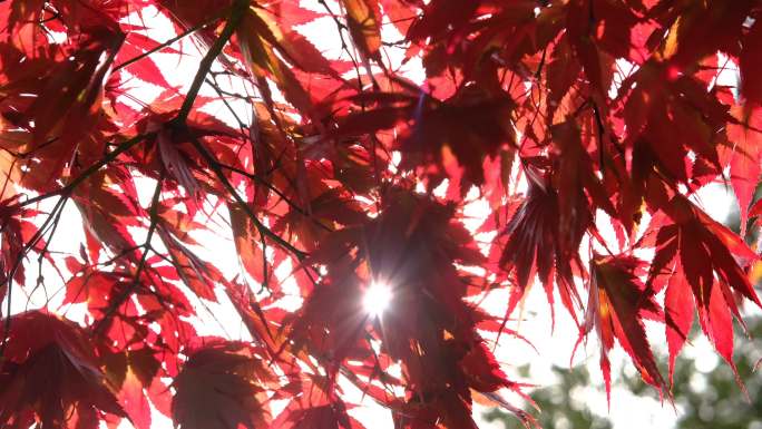 秋天的树叶太阳透过叶子的光红叶