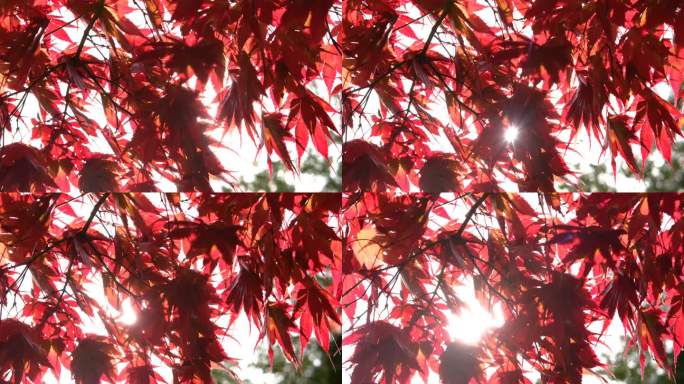 秋天的树叶太阳透过叶子的光红叶