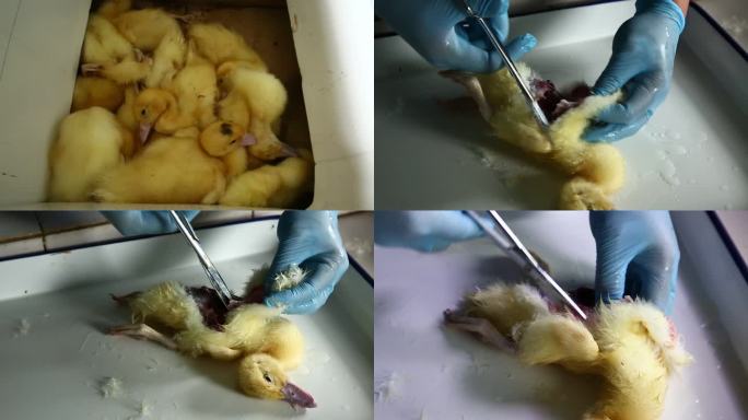 鸭 病鸭群 雏鸭 细小病毒病 解剖 内脏