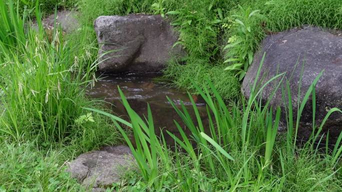 绿叶树叶清凉夏日风景城市花朵夏天河流流水