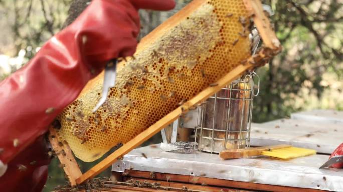 非洲蜜蜂农场主拿着一只超级蜂蜜在阳光下观察。