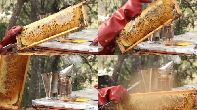 非洲蜜蜂农场主拿着一只超级蜂蜜在阳光下观察。