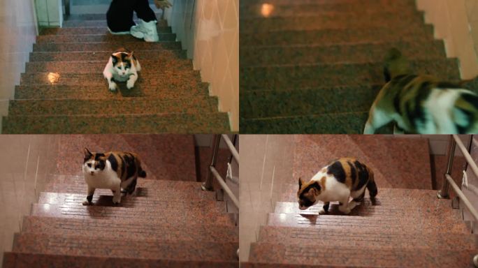 可爱的三花猫跳楼梯