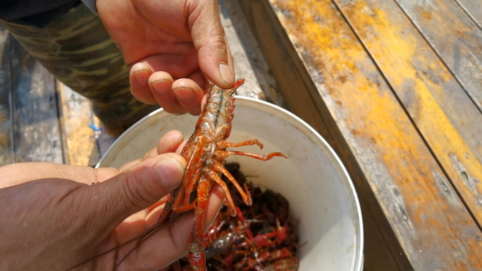 小龙虾 虾 养殖