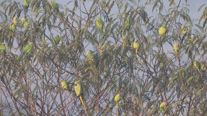 一大群花头鹦鹉挤在树丛中