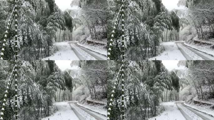 冬日竹林下雪慢镜头实拍