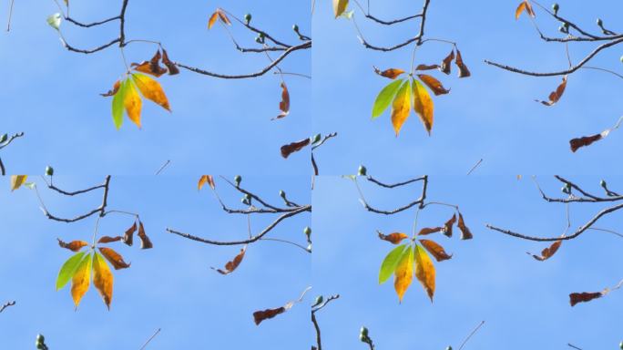秋天的树叶清新自然大气片头意境
