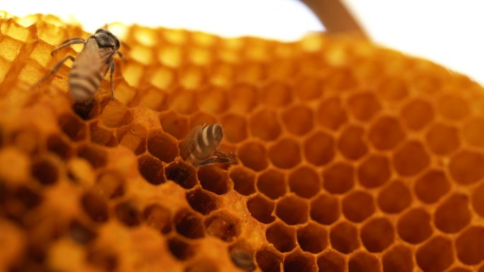 蜜蜂群喂养幼虫微距勤劳精灵有机