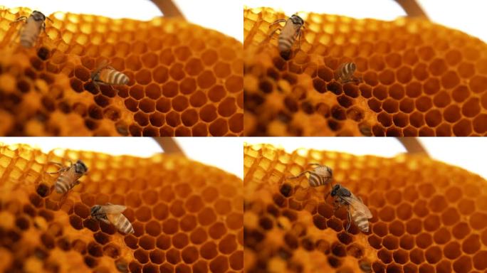 蜜蜂群喂养幼虫微距勤劳精灵有机