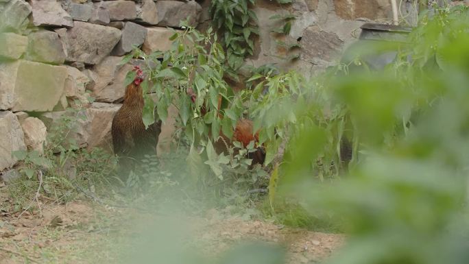 家禽鸡实拍