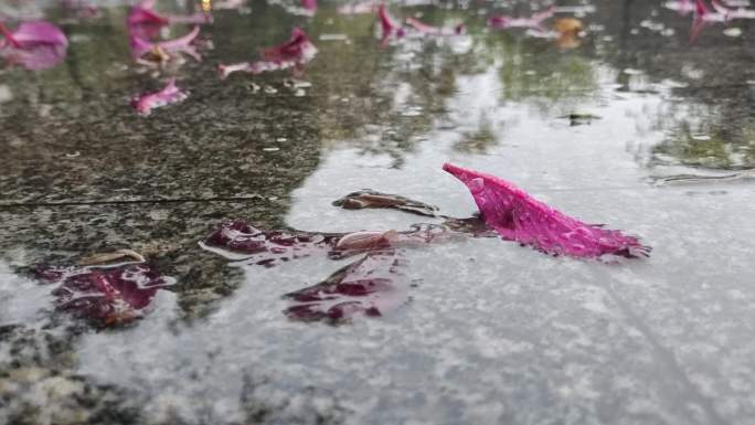 下雨天雨滴红花落叶春雨雨天落花谷雨清明