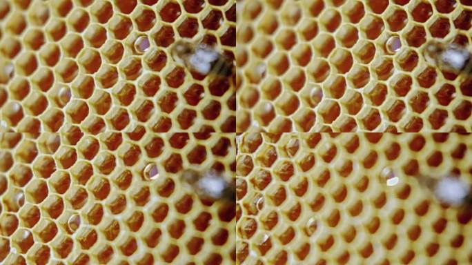 覆盖蜂巢的蜜蜂。极端特写