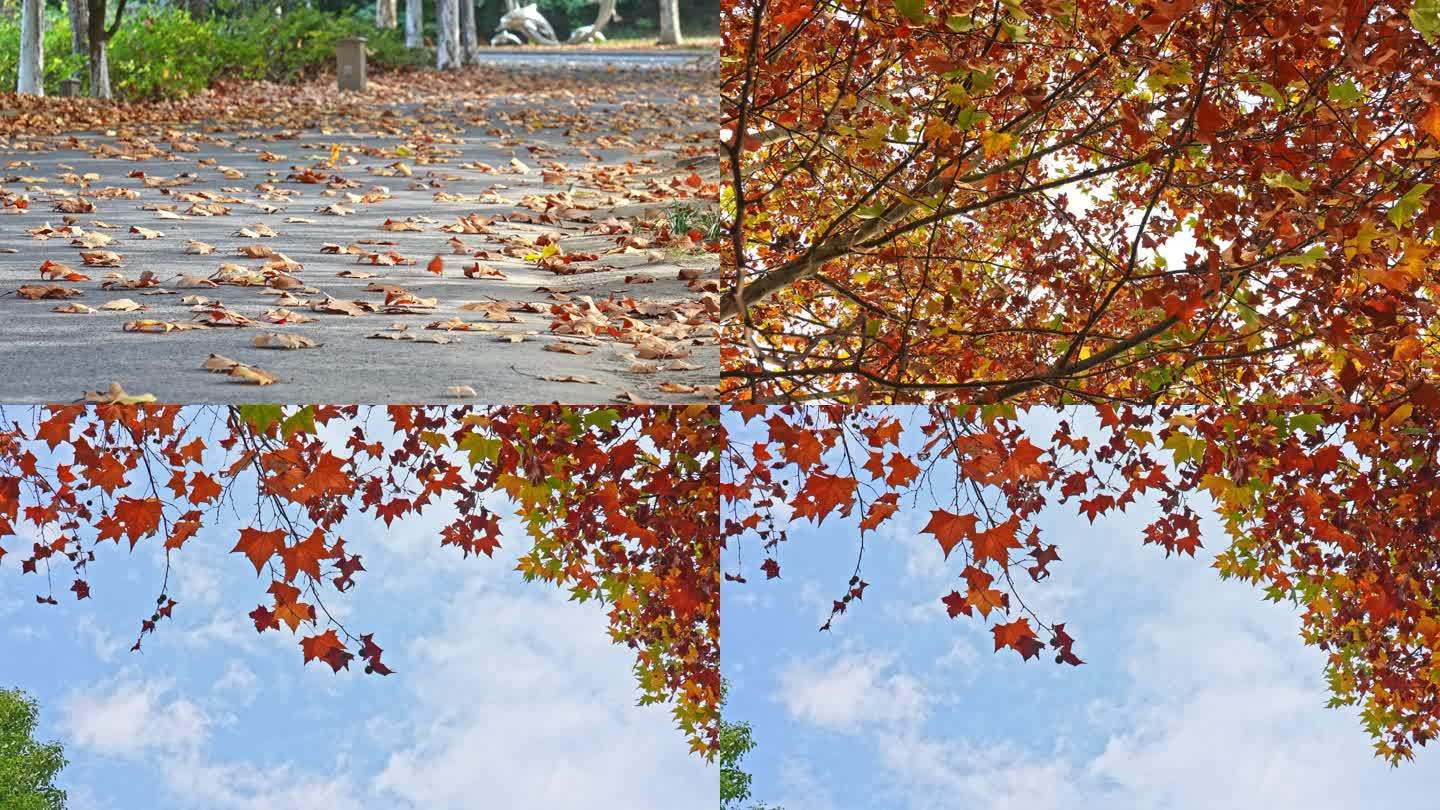 秋天红叶落叶空镜头