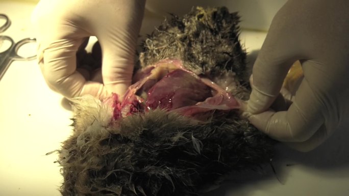 雏鸭 传染性浆膜炎 病鸭解剖 内脏 肝脏