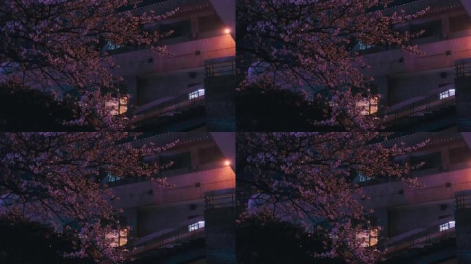 武汉夜景与樱花景观