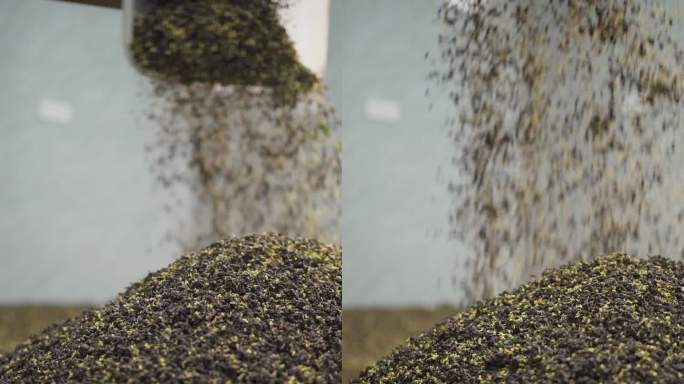 桂花茶制作桂花香片茶叶窨制特写