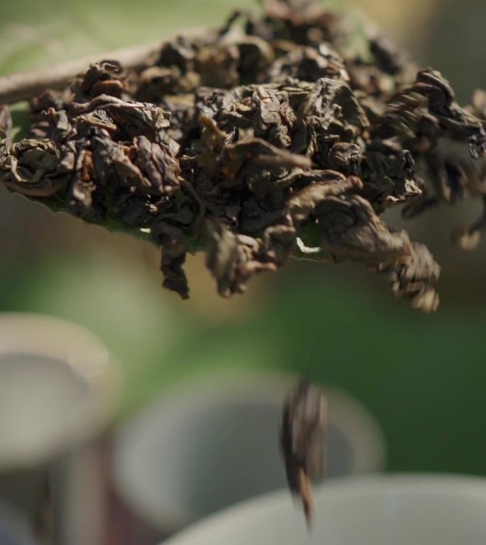 茶叶展示茶文化户外泡桂花茶泡茶桂花乌龙