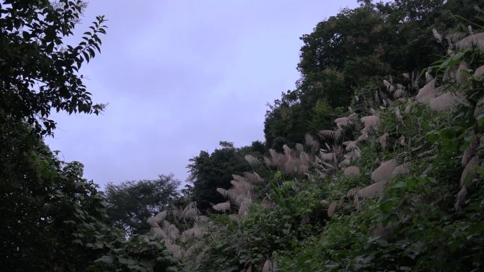 绿叶树叶树木芦苇飘荡清凉夏日风景