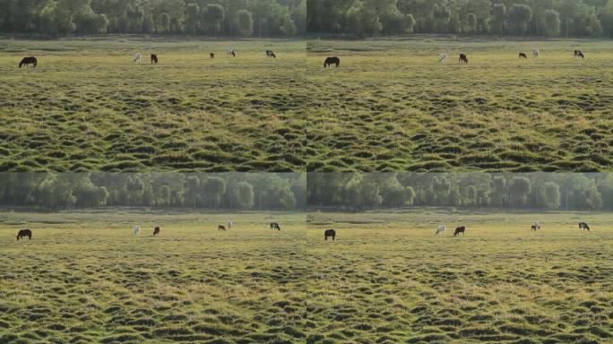 内蒙古大草原上马群在觅食