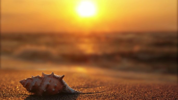 夕阳海滩海螺
