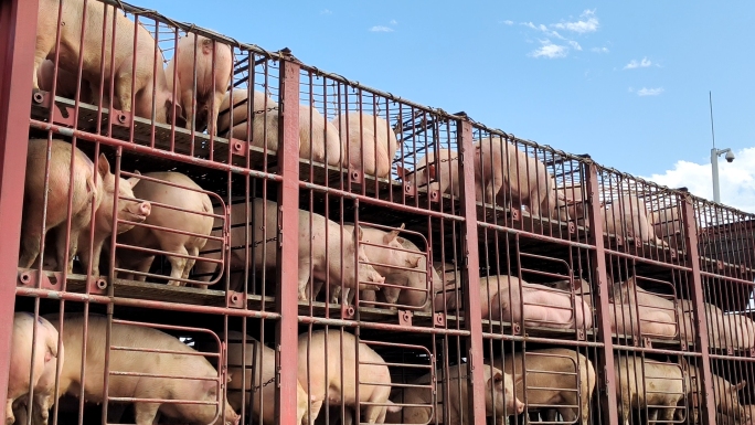 卡车运输猪卖猪 卖猪