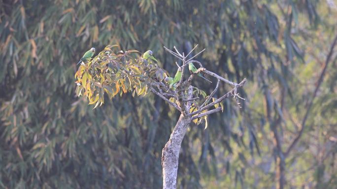 树上有一群来回飞翔的花头鹦鹉