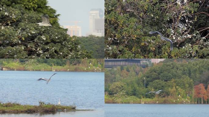 城市公园里飞翔的白鹭120p升格慢动作