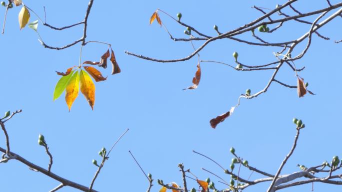 秋天的树叶清新自然大气片头意境