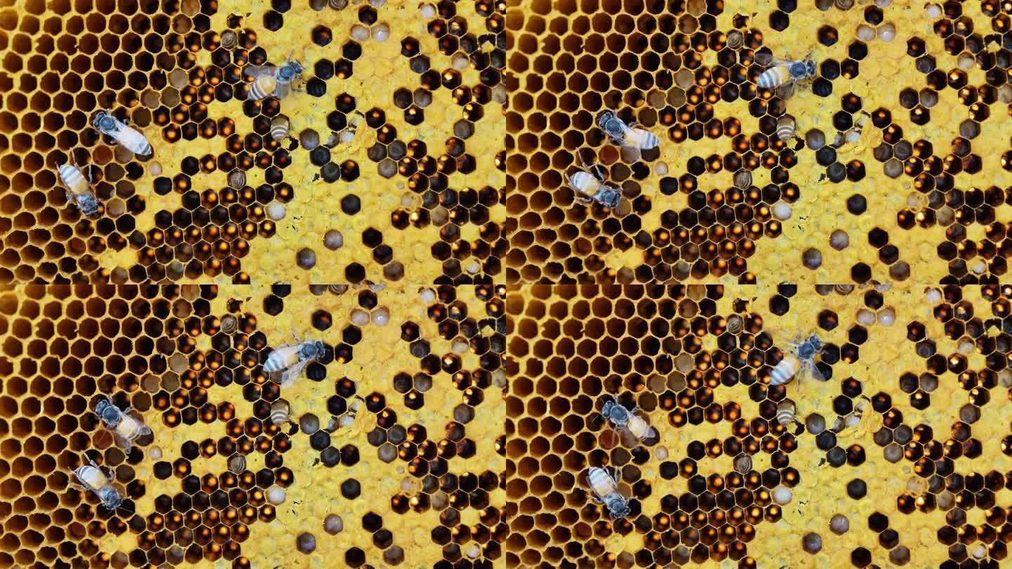 蜜蜂群喂养幼虫酿蜜土蜂蜜吐