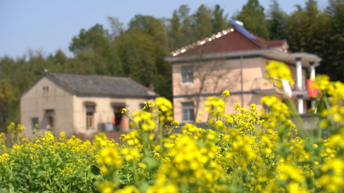 乡村 油菜花 农村